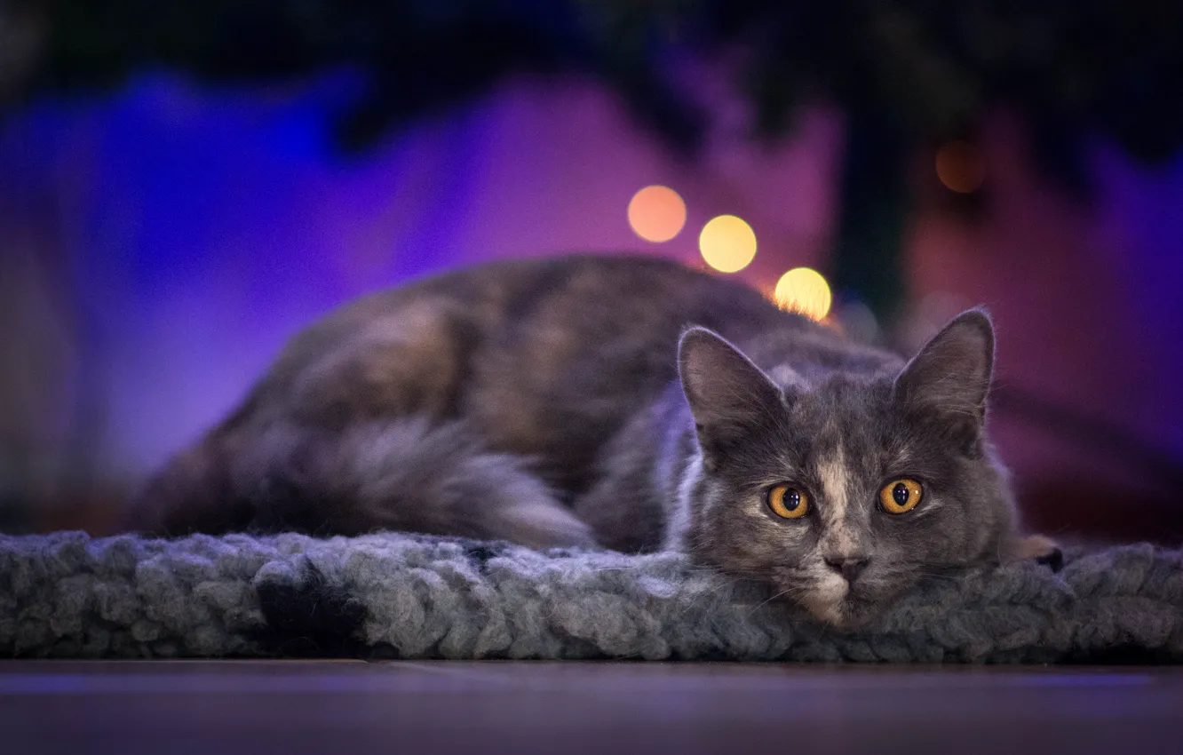 Photo wallpaper kitty, pose, look, cat, lies, grey, purple background, glare