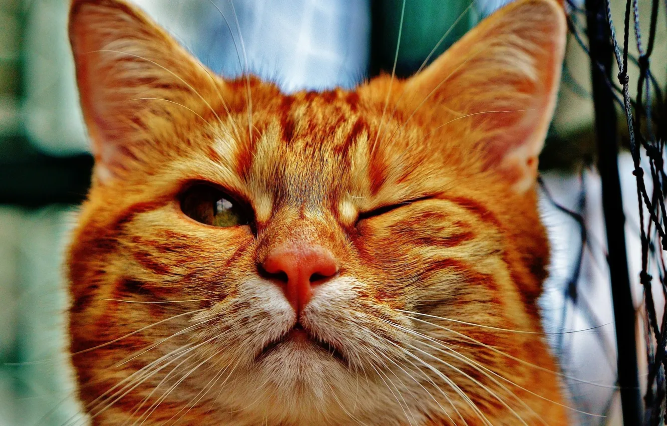 Photo wallpaper cat, mustache, muzzle, red