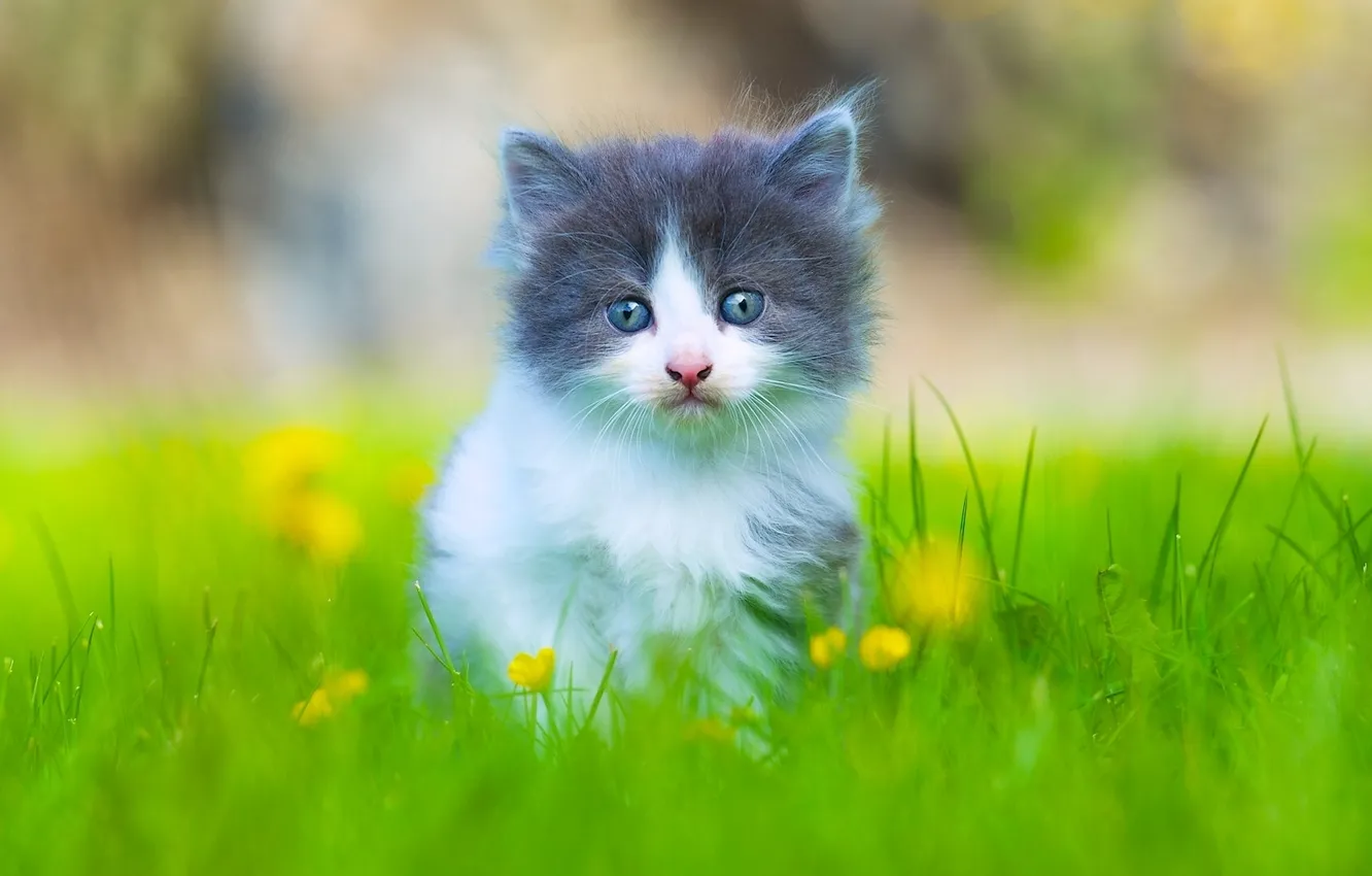 Photo wallpaper grass, look, baby, kitty