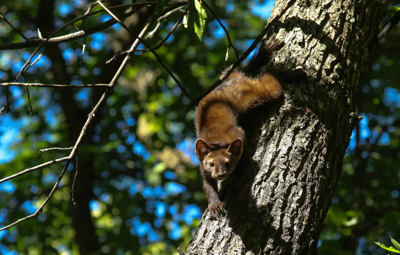 Photo wallpaper light, trees, branches, pose, foliage, trunk, ermine, marten