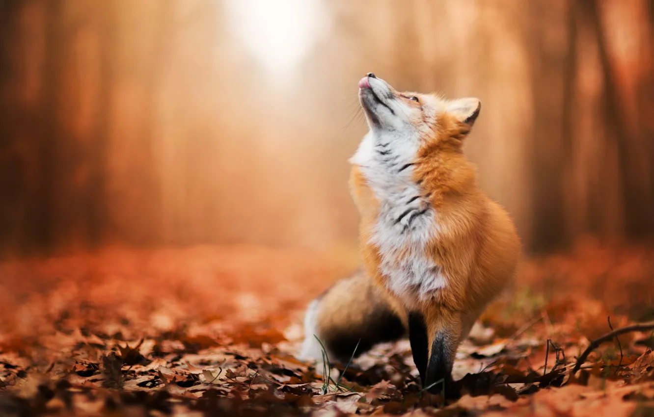 Photo wallpaper autumn, foliage, Fox, Fox