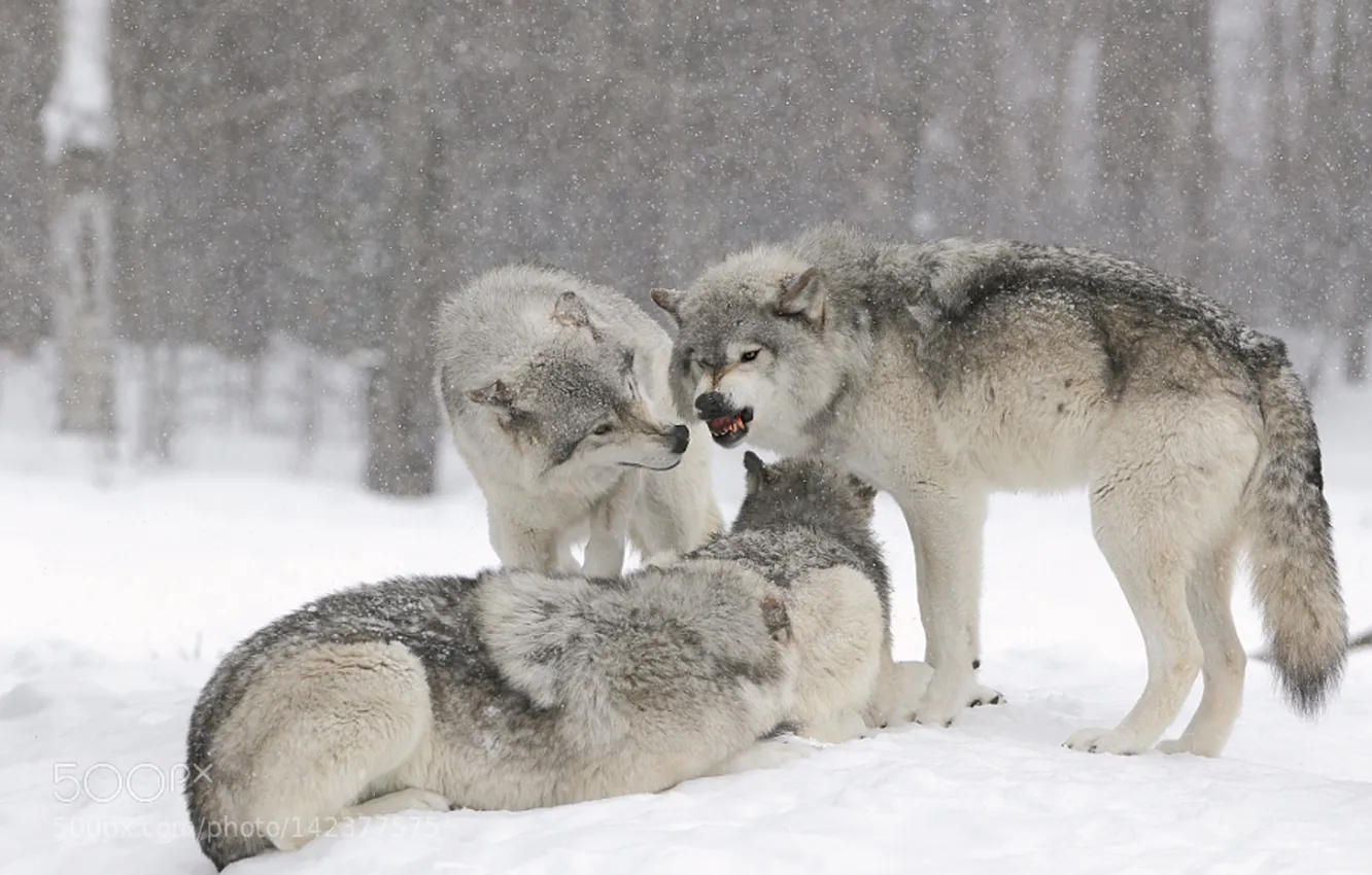 Photo wallpaper Predator, nature, snow, face, animal, wolf, canis lupus, wildlife