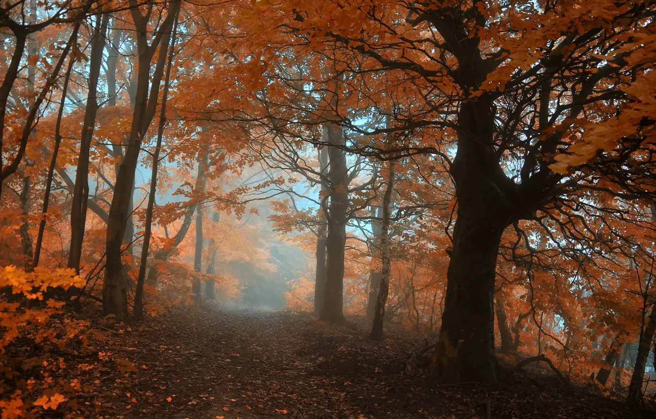 Photo wallpaper autumn, forest, leaves, trees, fog, track, forest, Nature