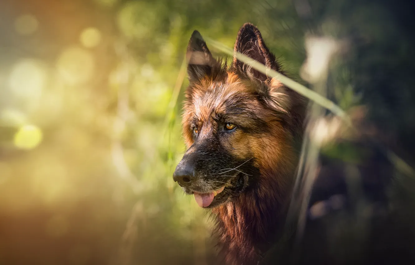 Photo wallpaper face, dog, bokeh, shepherd, German shepherd