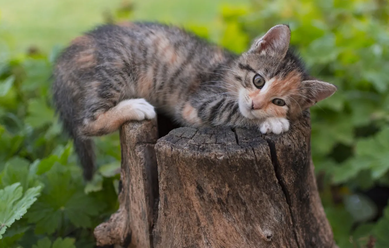 Photo wallpaper kitty, stump, cute