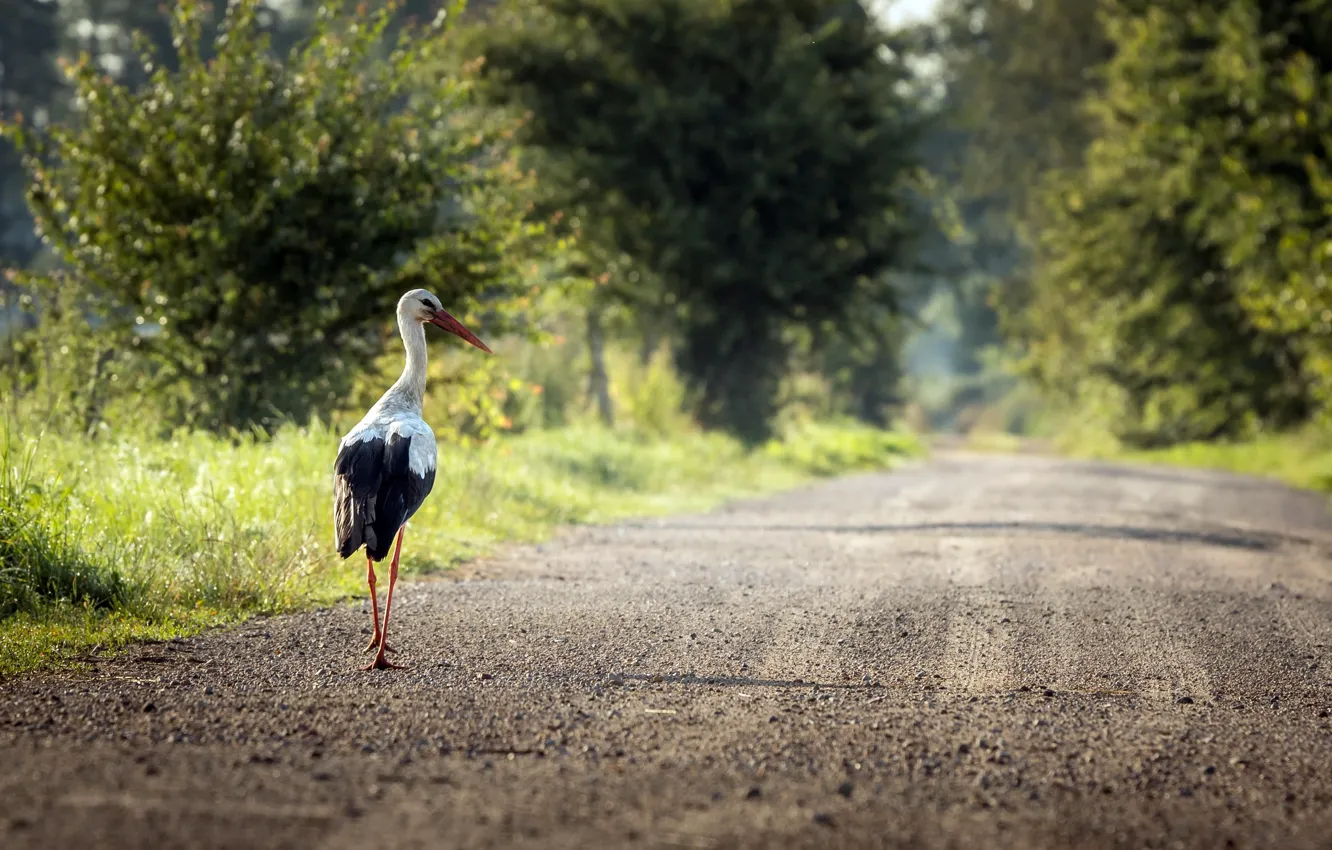 Photo wallpaper road, bird, stork
