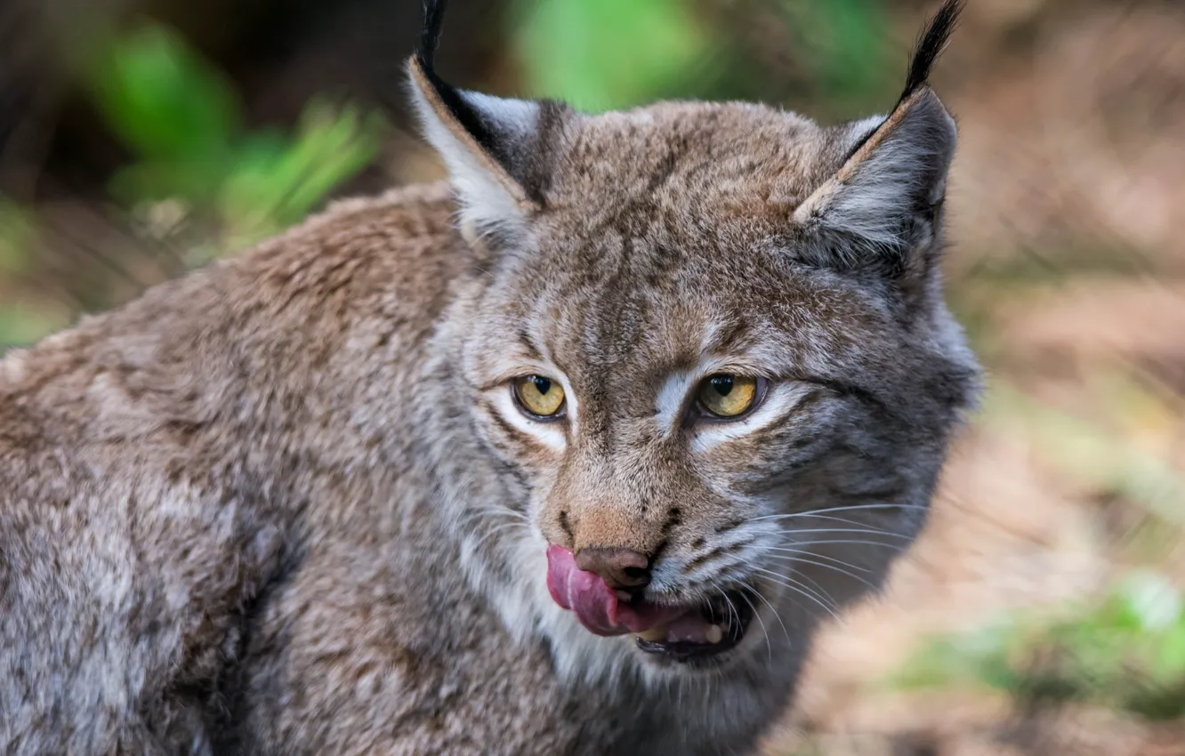 Photo wallpaper language, face, predator, lynx, wild cat, licked