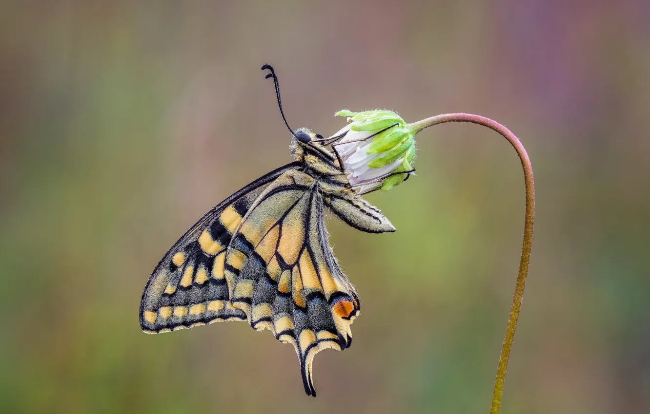 Photo wallpaper flower, butterfly, swallowtail