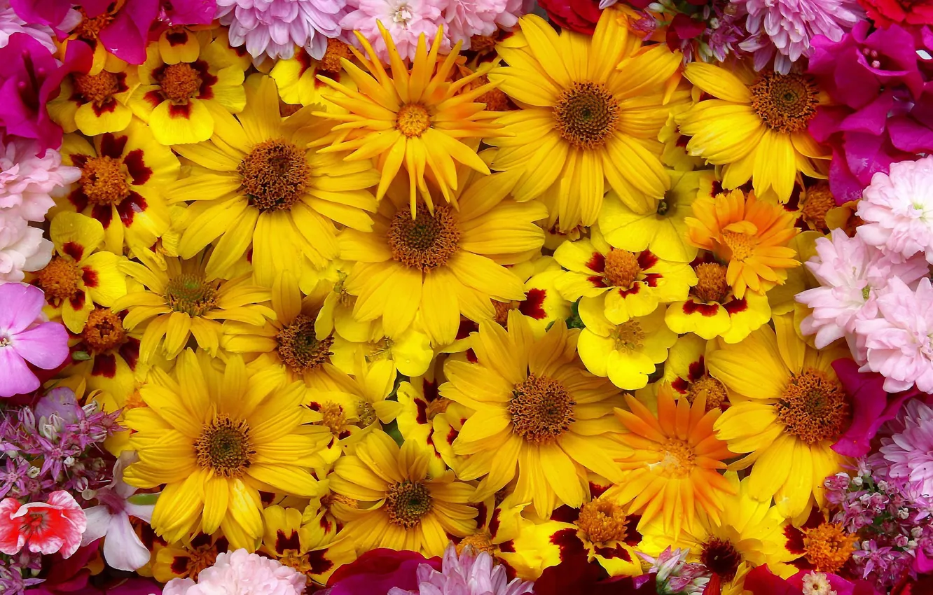 Photo wallpaper flowers, yellow, pink, a lot
