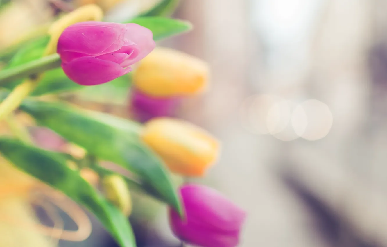 Photo wallpaper yellow, focus, blur, tulips, pink, bokeh
