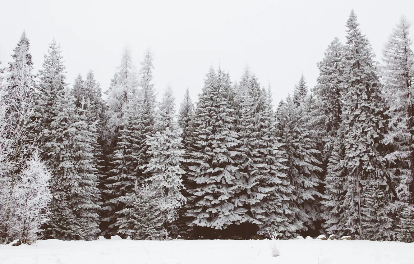 Photo wallpaper winter, forest, snow, trees
