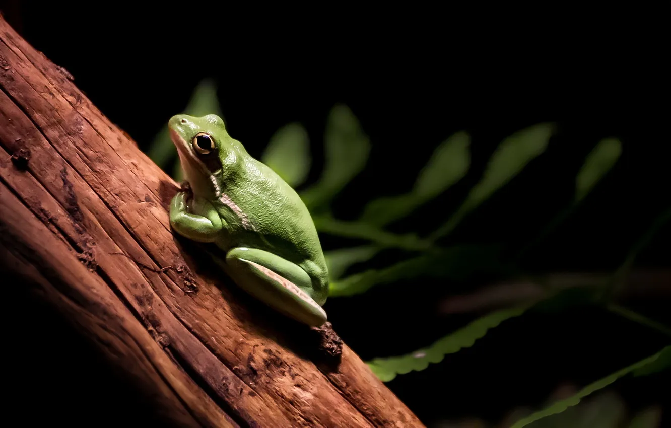 Photo wallpaper nature, background, frog