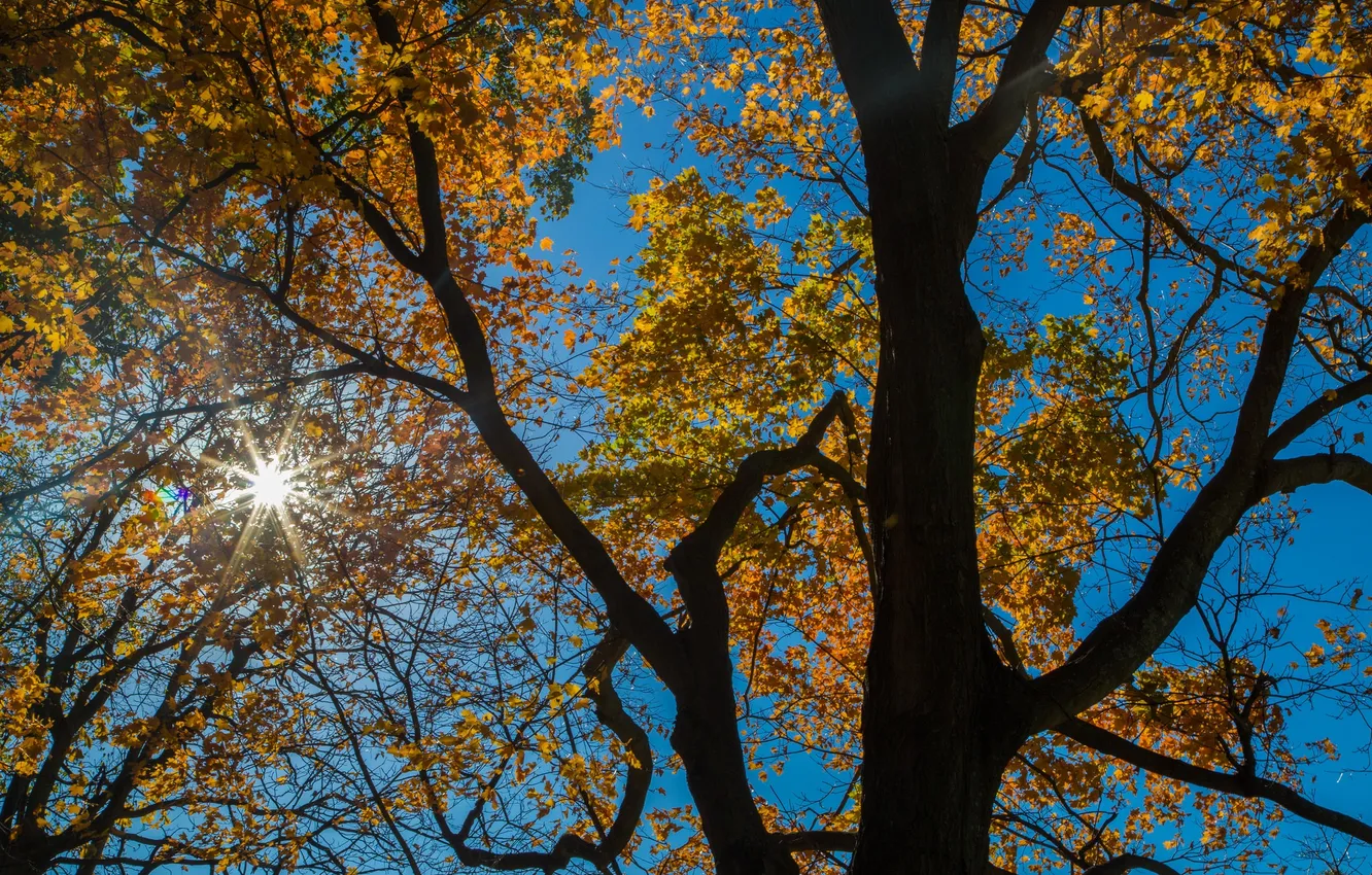 Photo wallpaper autumn, the sky, leaves, rays, trees
