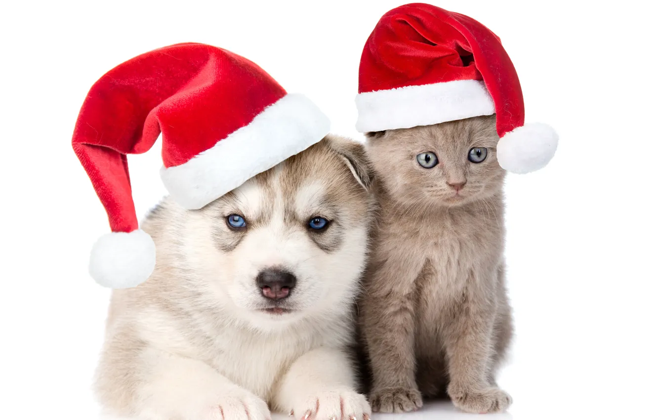 Photo wallpaper kitty, hat, New year, Christmas, friends, husky, Dogs, caps