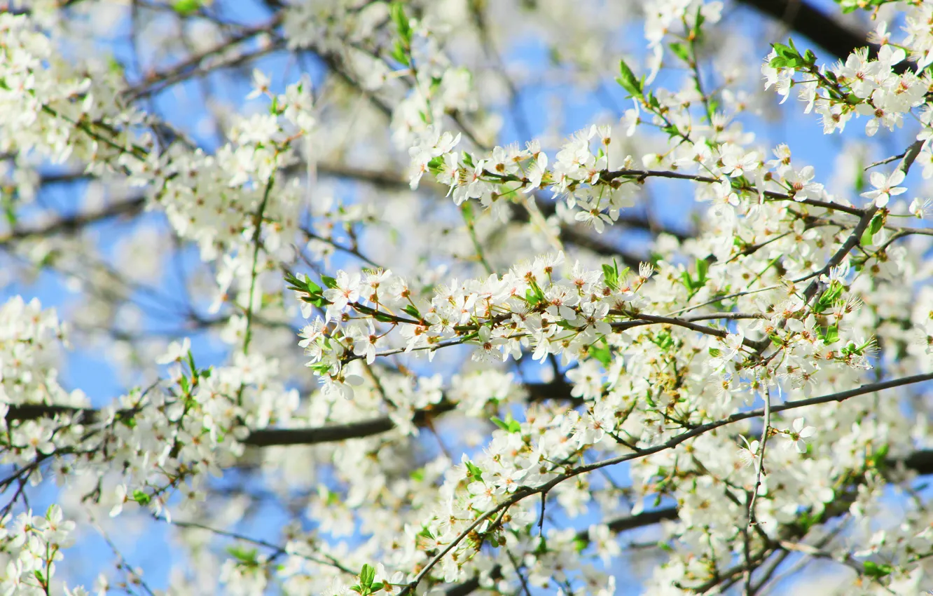 Photo wallpaper white, flower, tree, spring