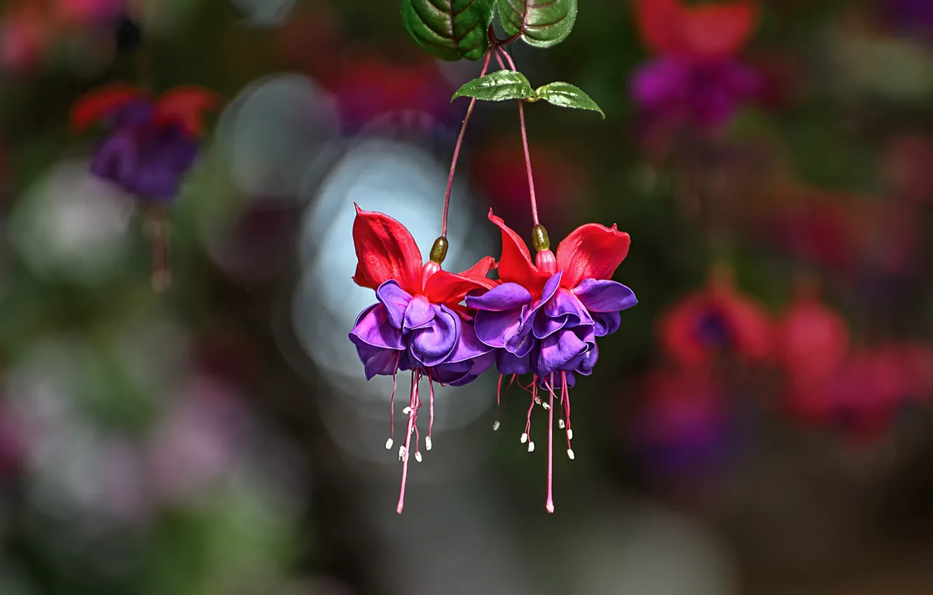 Photo wallpaper purple, flowers, background, bright, pink, a couple, Duo, lilac
