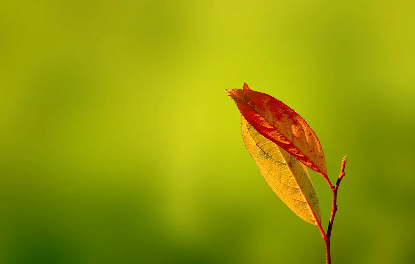 Photo wallpaper greens, autumn, leaves, Gentle Caress