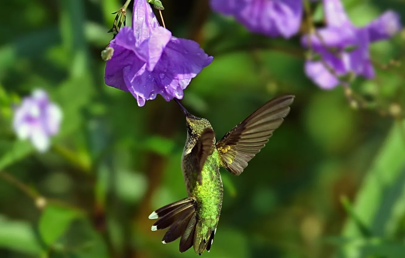 Photo wallpaper flower, flight, bird, wings, Hummingbird