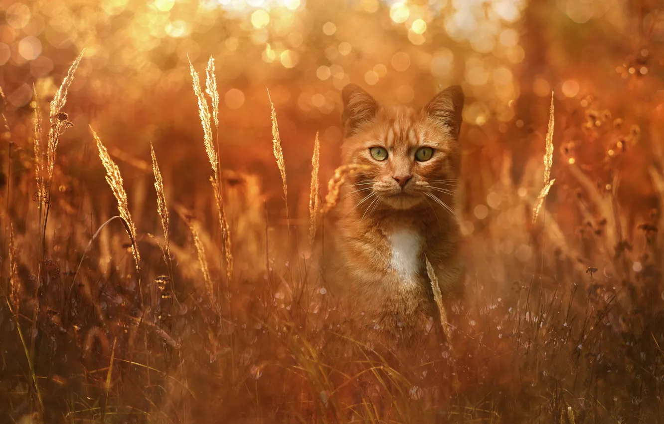 Photo wallpaper cat, grass, cat, look, face, light, nature, glade