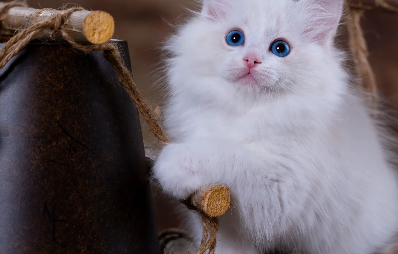 Photo wallpaper cat, white, look, pose, sweetheart, bucket, kitty, blue eyes