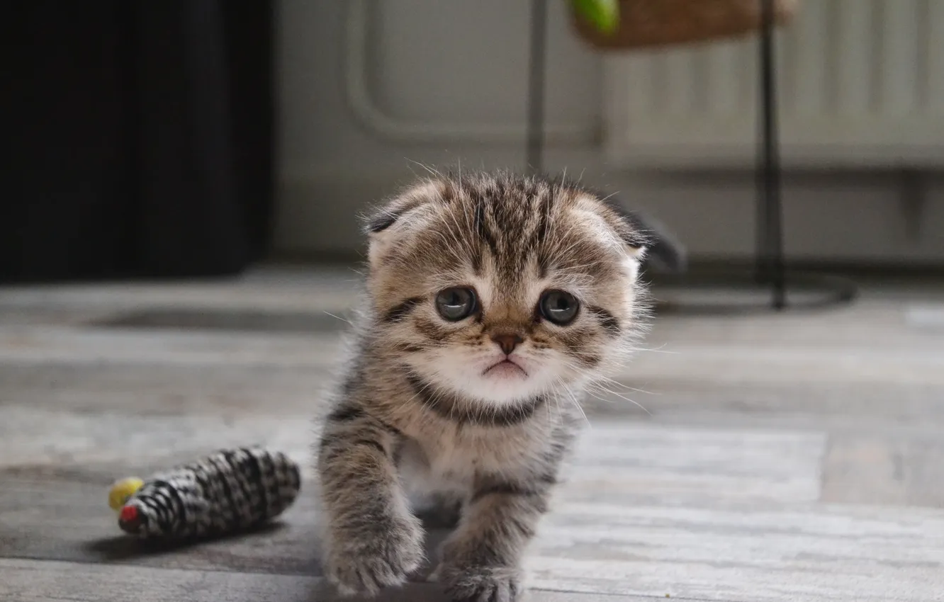 Photo wallpaper cat, look, pose, grey, room, toy, fold, floor