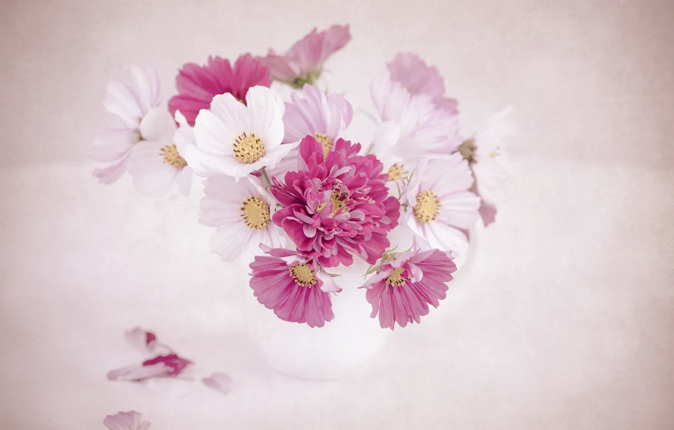 Photo wallpaper space, bouquet, kosmeya