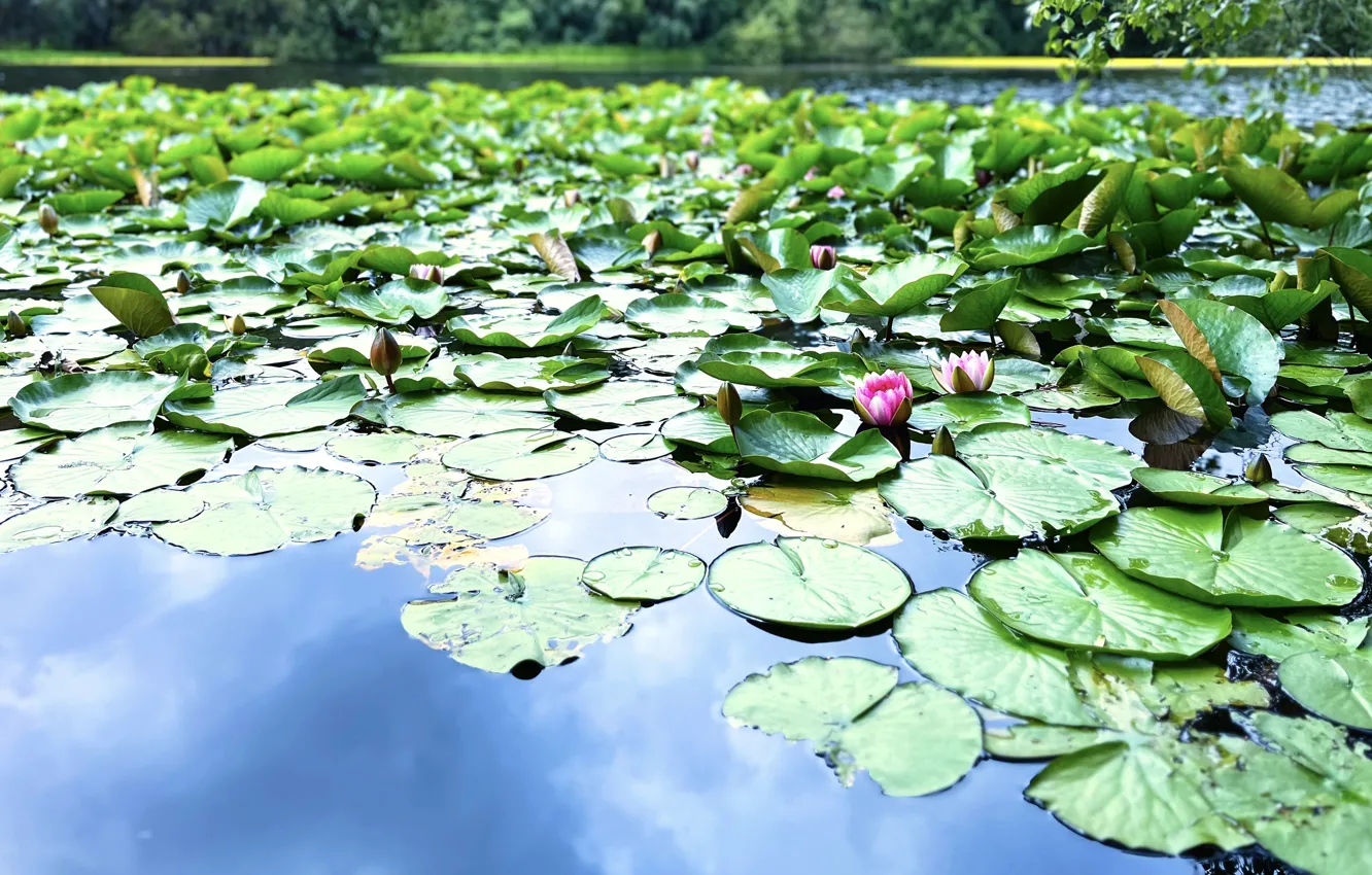 Photo wallpaper leaves, water, flowers, nature, lake, pond, Lily, water lilies