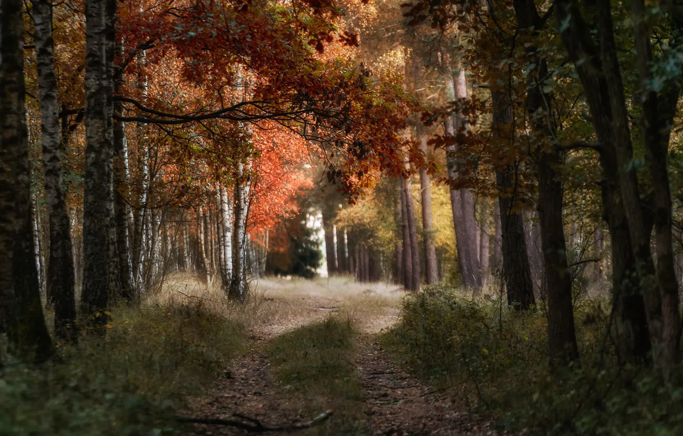 Photo wallpaper road, autumn, forest