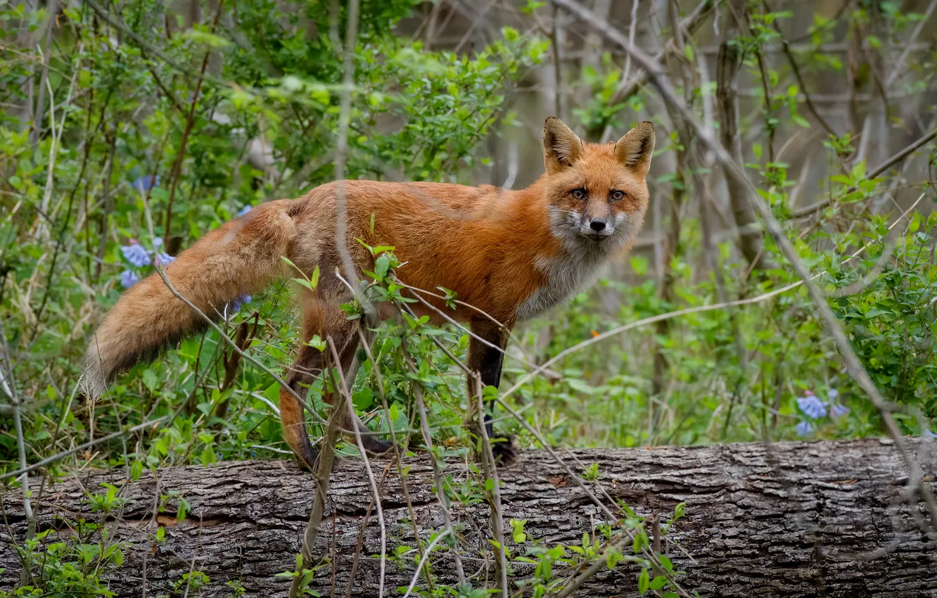 Photo wallpaper Fox, red, cheat