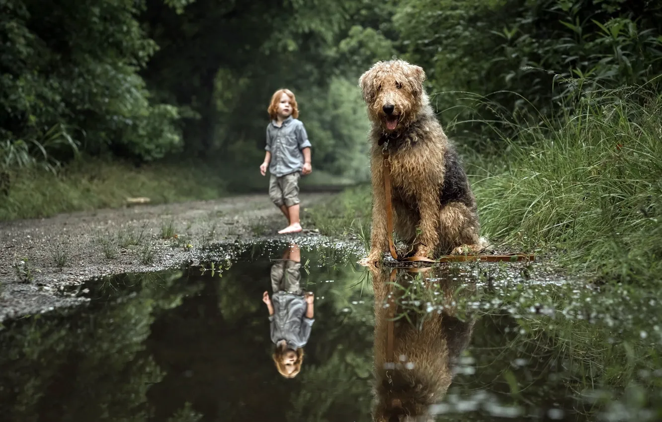 Photo wallpaper dog, boy, puddle