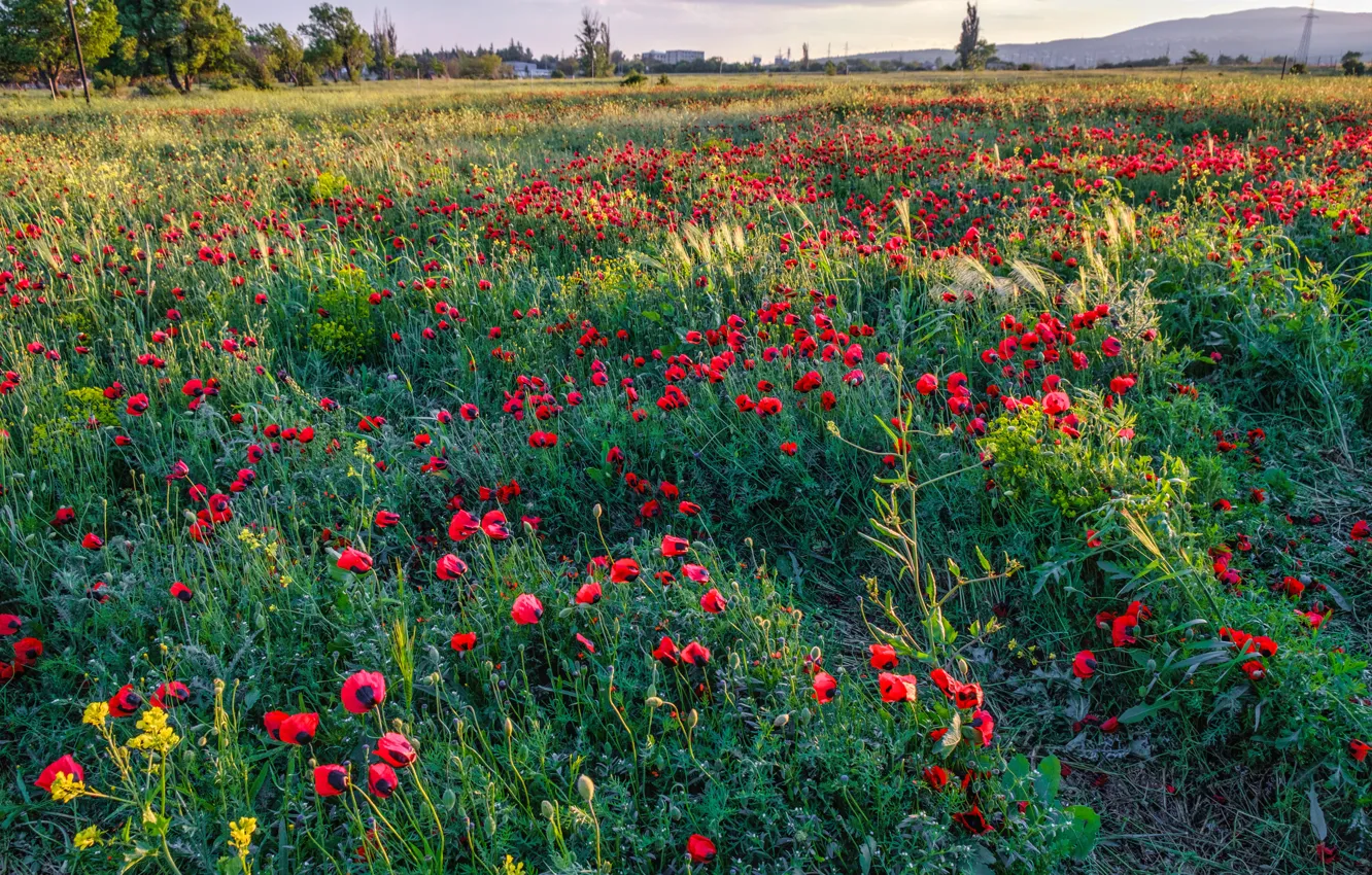 Photo wallpaper greens, field, summer, trees, flowers, red, hills, Maki