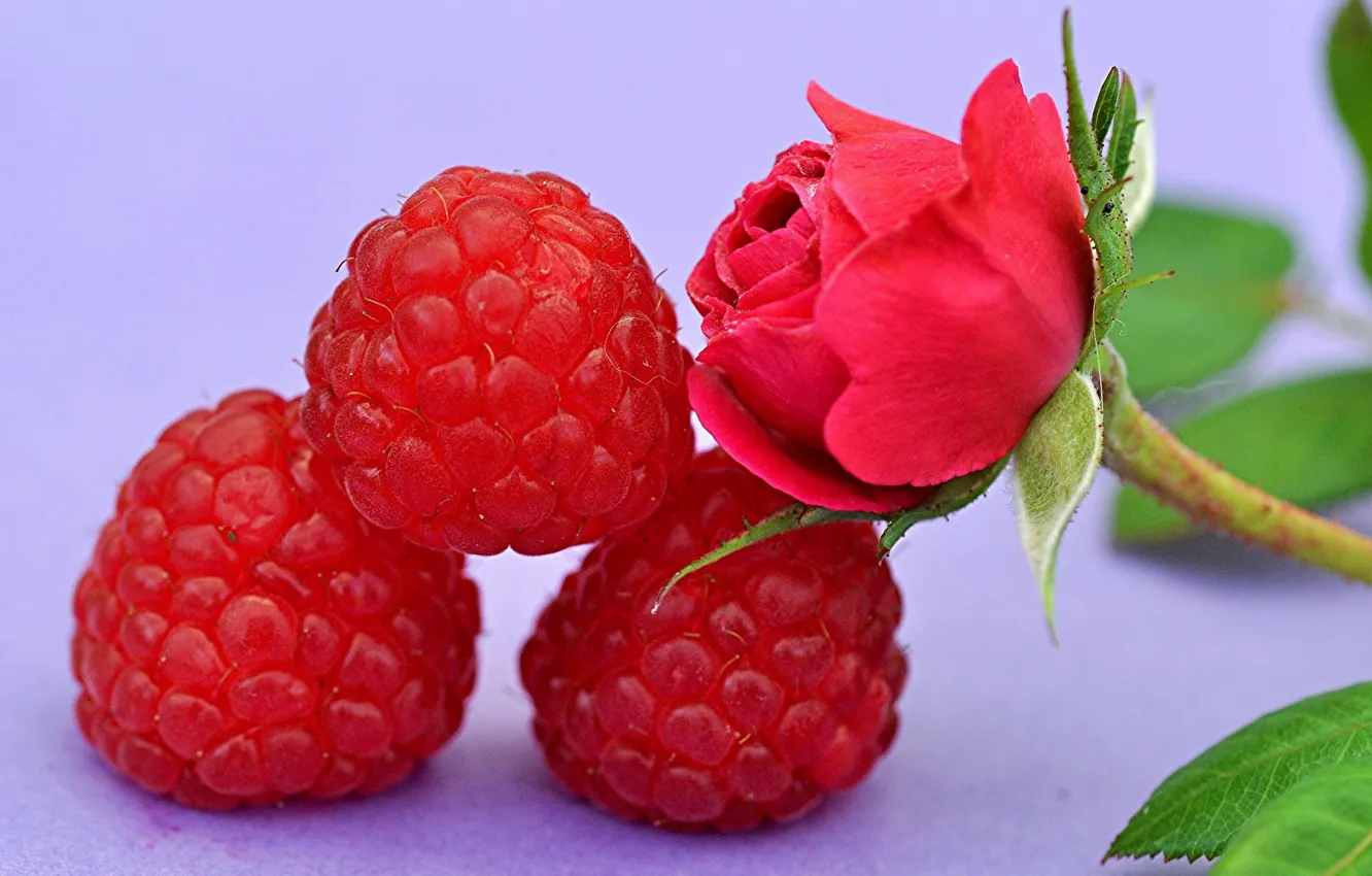 Photo wallpaper flower, berries, raspberry, rose