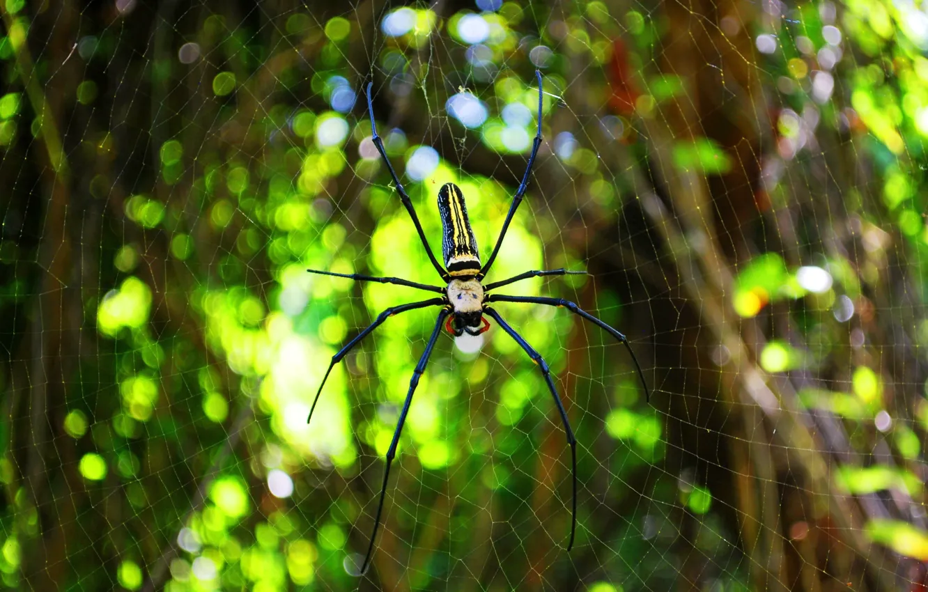 Photo wallpaper summer, web, spider, insect
