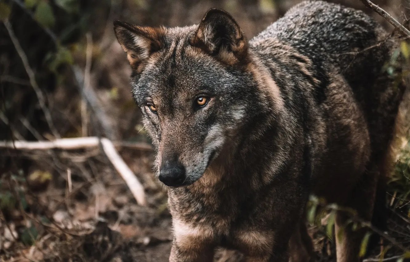 Photo wallpaper Predator, nature, animal, wolf, wildlife, portrait, portrait., Canis lupus. face