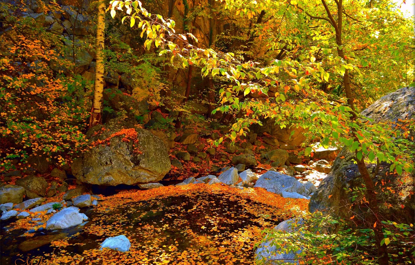 Photo wallpaper Autumn, Forest, Stones, Fall, Autumn, Forest
