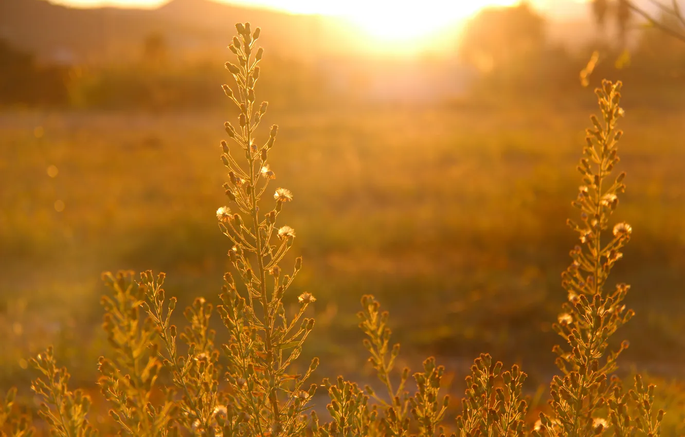 Photo wallpaper field, grass, the sun, sunset, nature, plant