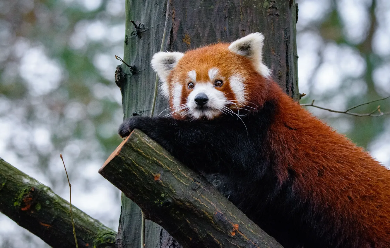 Photo wallpaper look, nature, pose, background, tree, trunk, animal, red Panda
