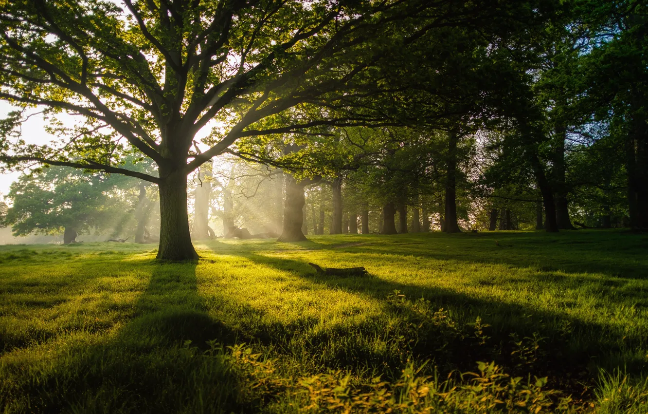 Photo wallpaper forest, grass, light, trees, sunset, nature