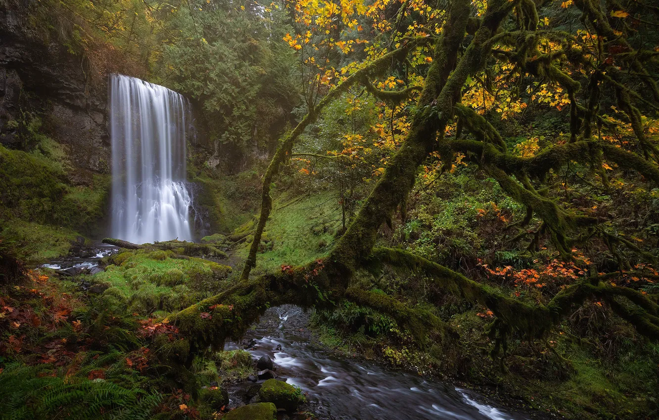 Photo wallpaper autumn, forest, trees, nature, waterfall, moss