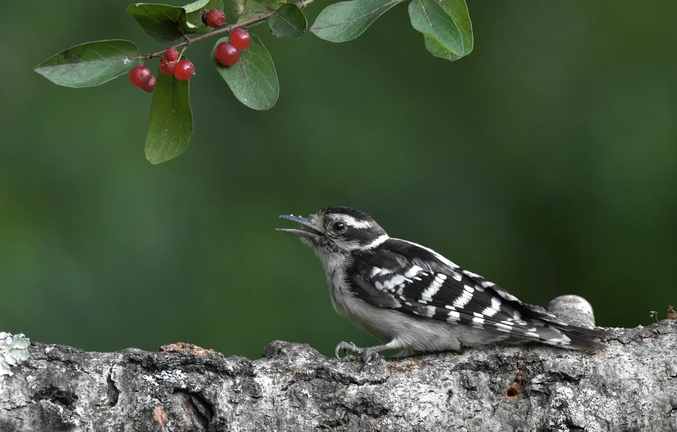 Photo wallpaper berries, bird, woodpecker