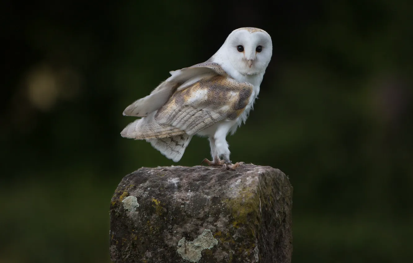 Photo wallpaper the dark background, stones, owl, bird, the barn owl