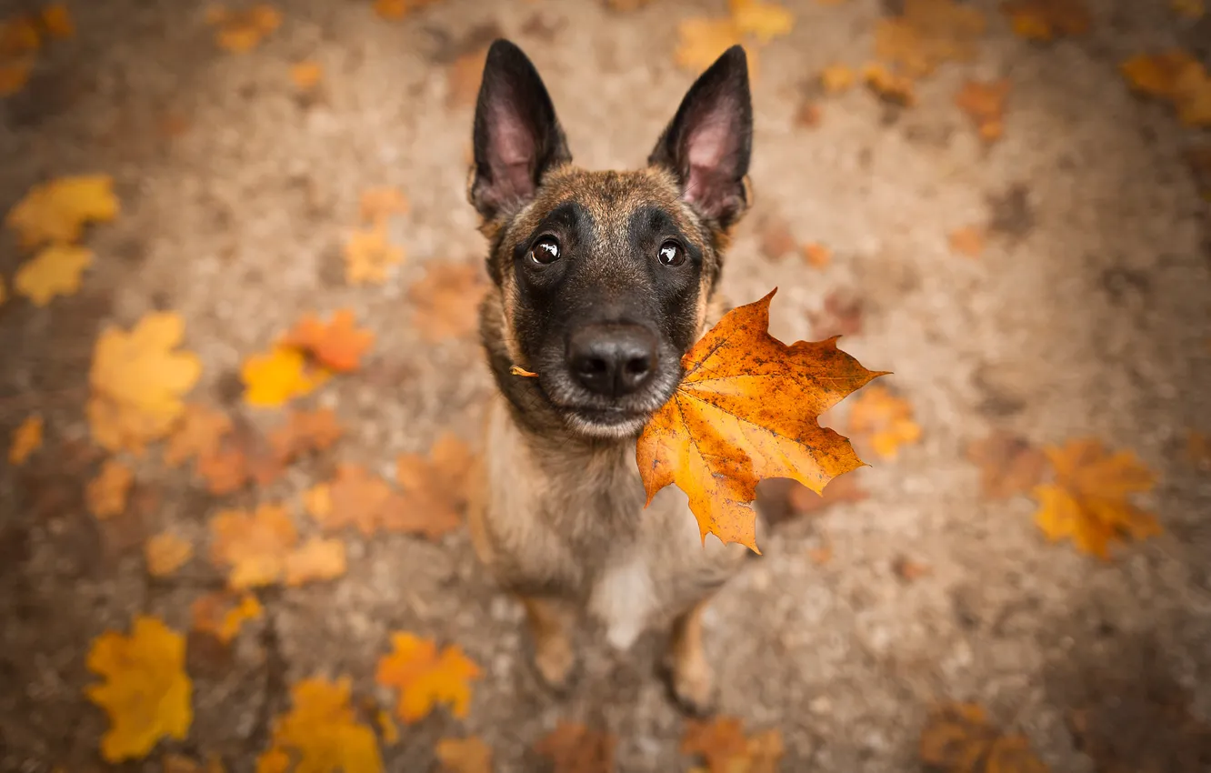 Photo wallpaper autumn, leaf, dog, puppy, Malinois