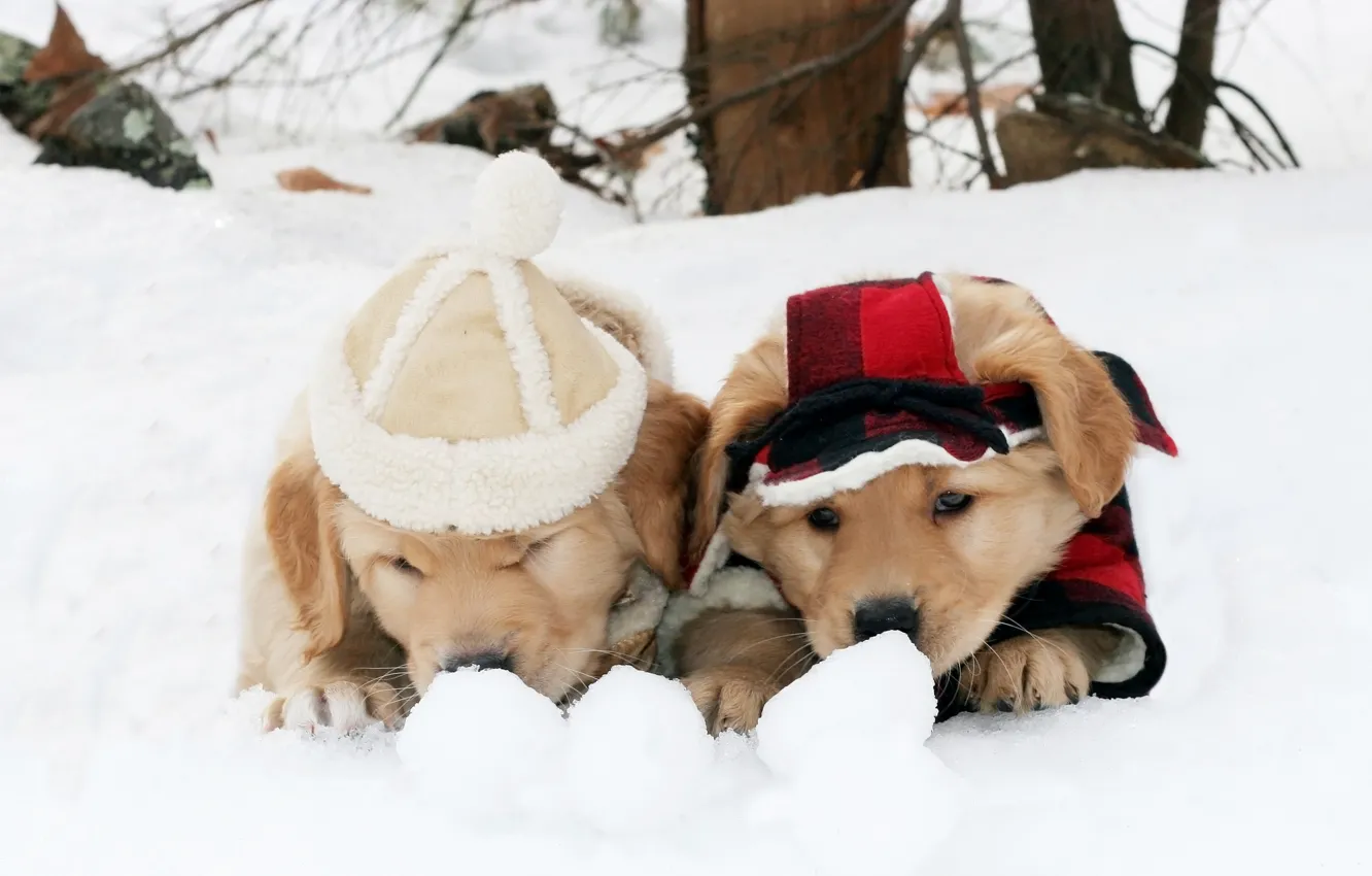 Photo wallpaper winter, dogs, snow, clothing, the game, puppies, pair, costume