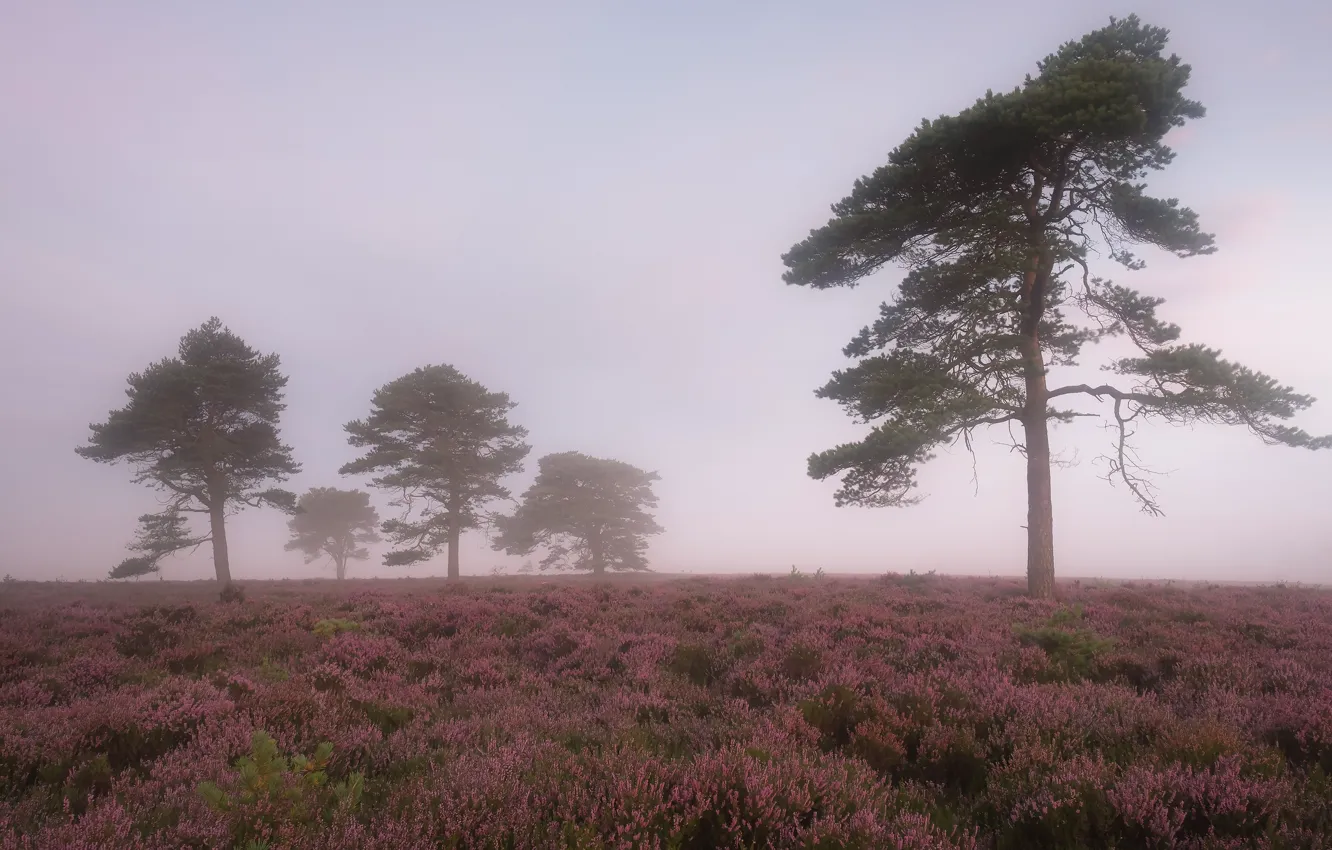 Photo wallpaper the sky, trees, flowers, fog, glade, morning, space, haze