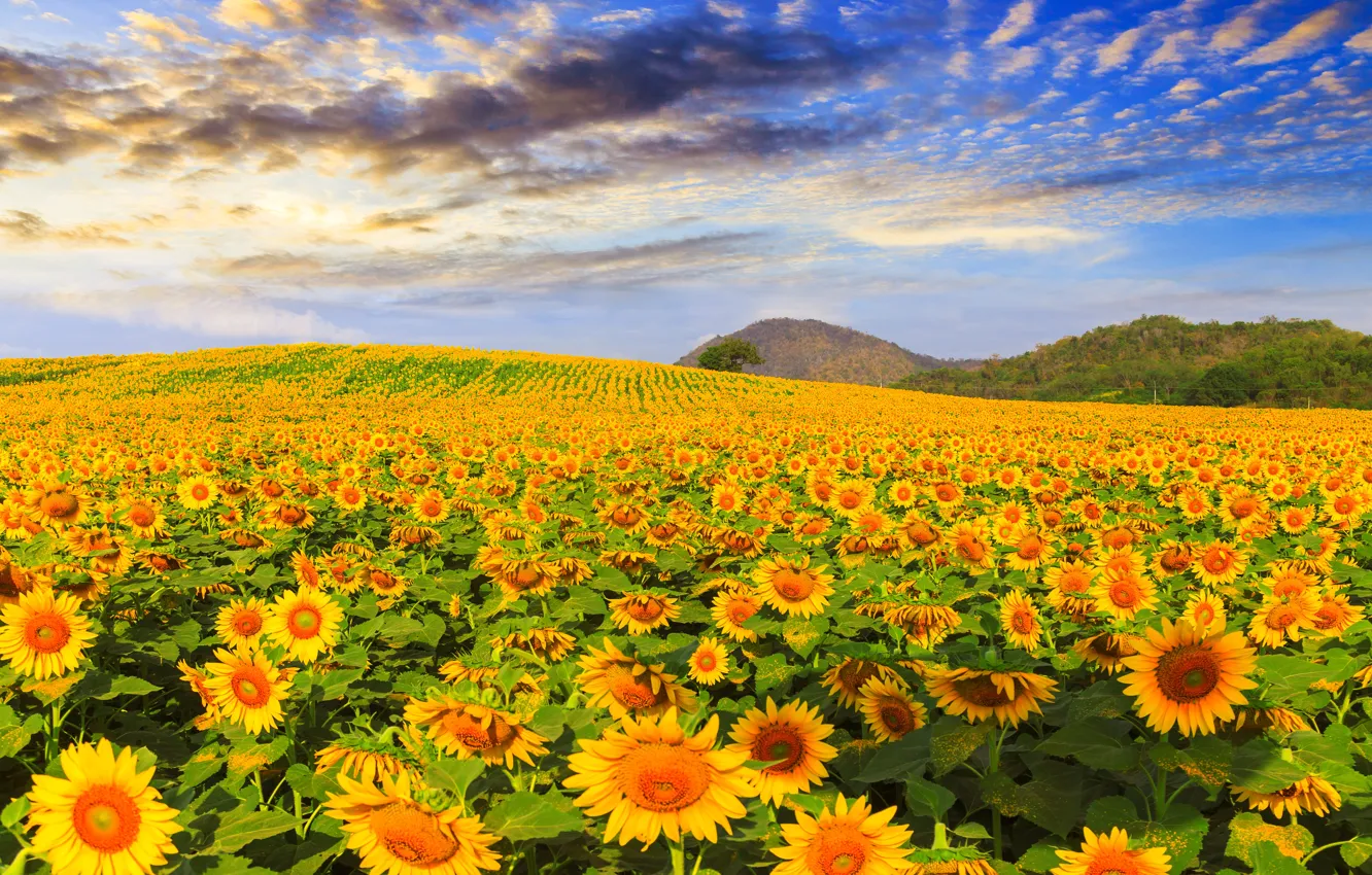 Photo wallpaper field, summer, the sky, sunflowers, summer, field, landscape, sunflower