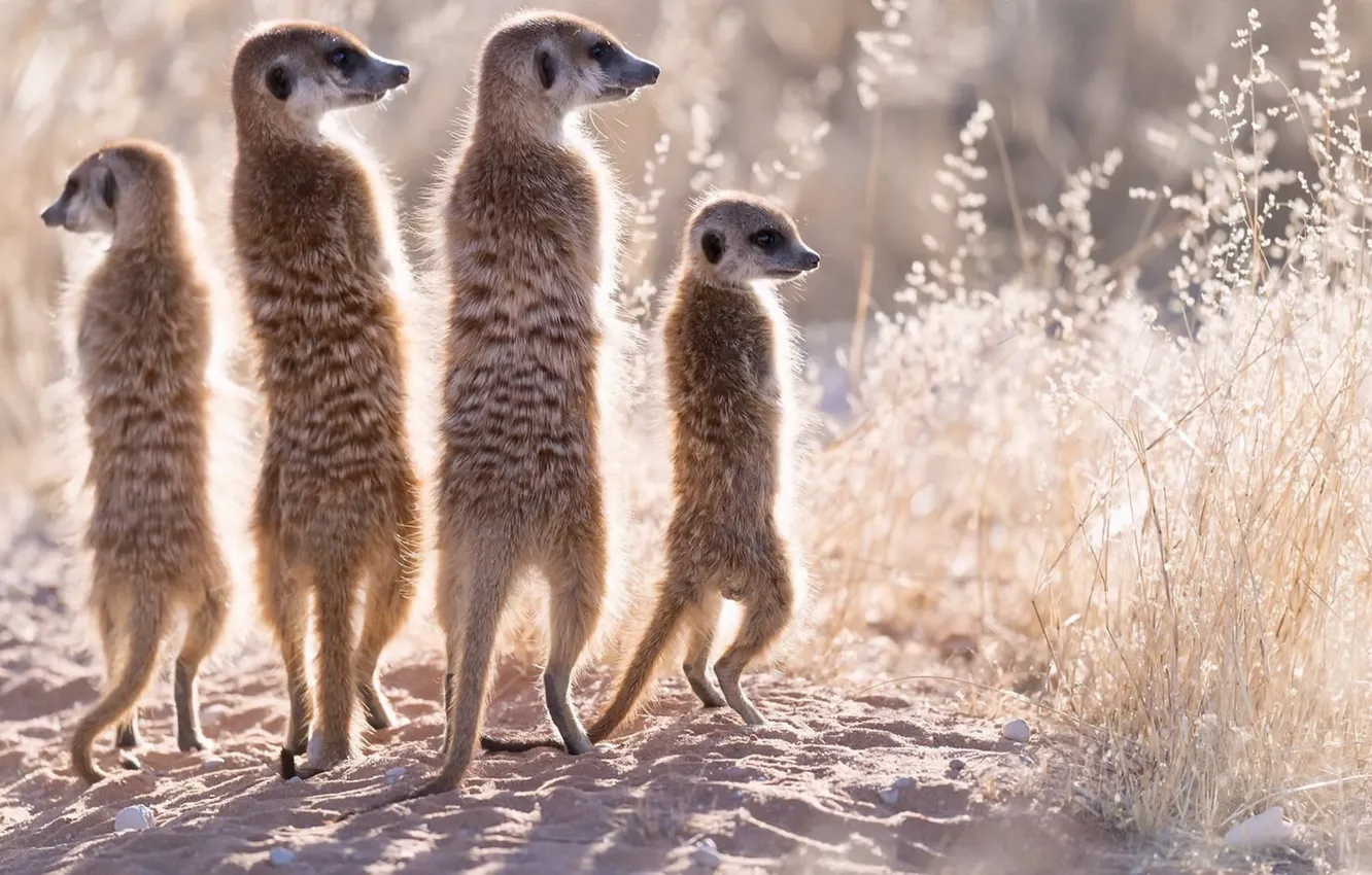 Photo wallpaper nature, background, meerkats