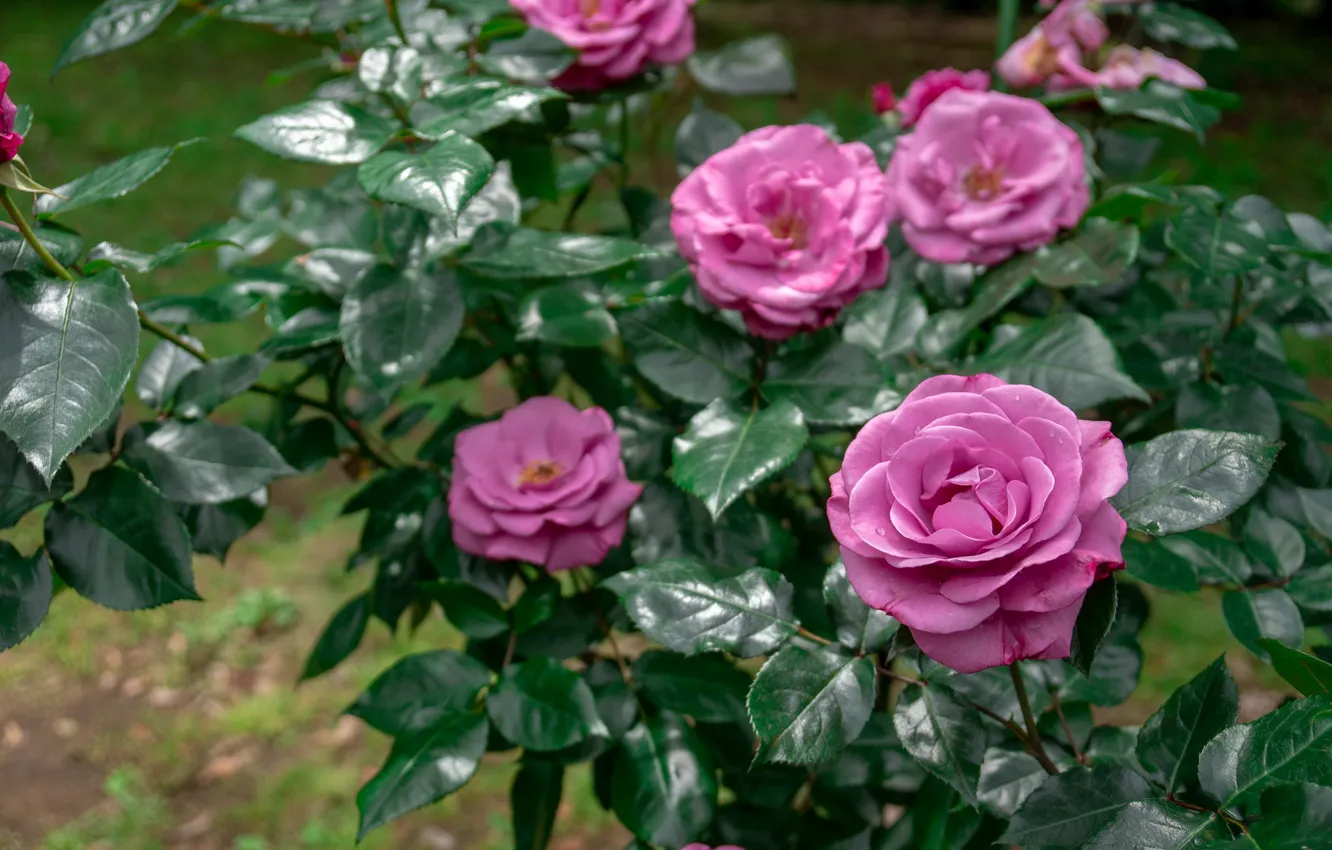 Photo wallpaper flowers, roses, lilac