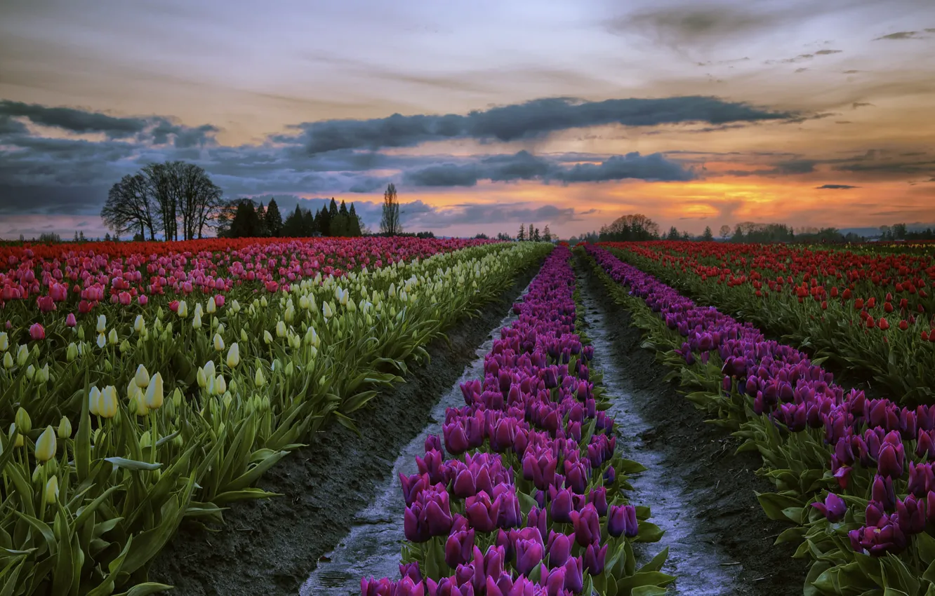 Photo wallpaper field, the sky, clouds, trees, sunset, flowers, spring, dal
