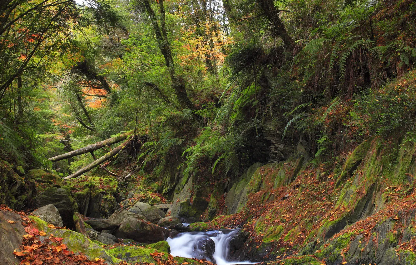 Photo wallpaper forest, trees, river, stones, thickets, moss, thicket, log