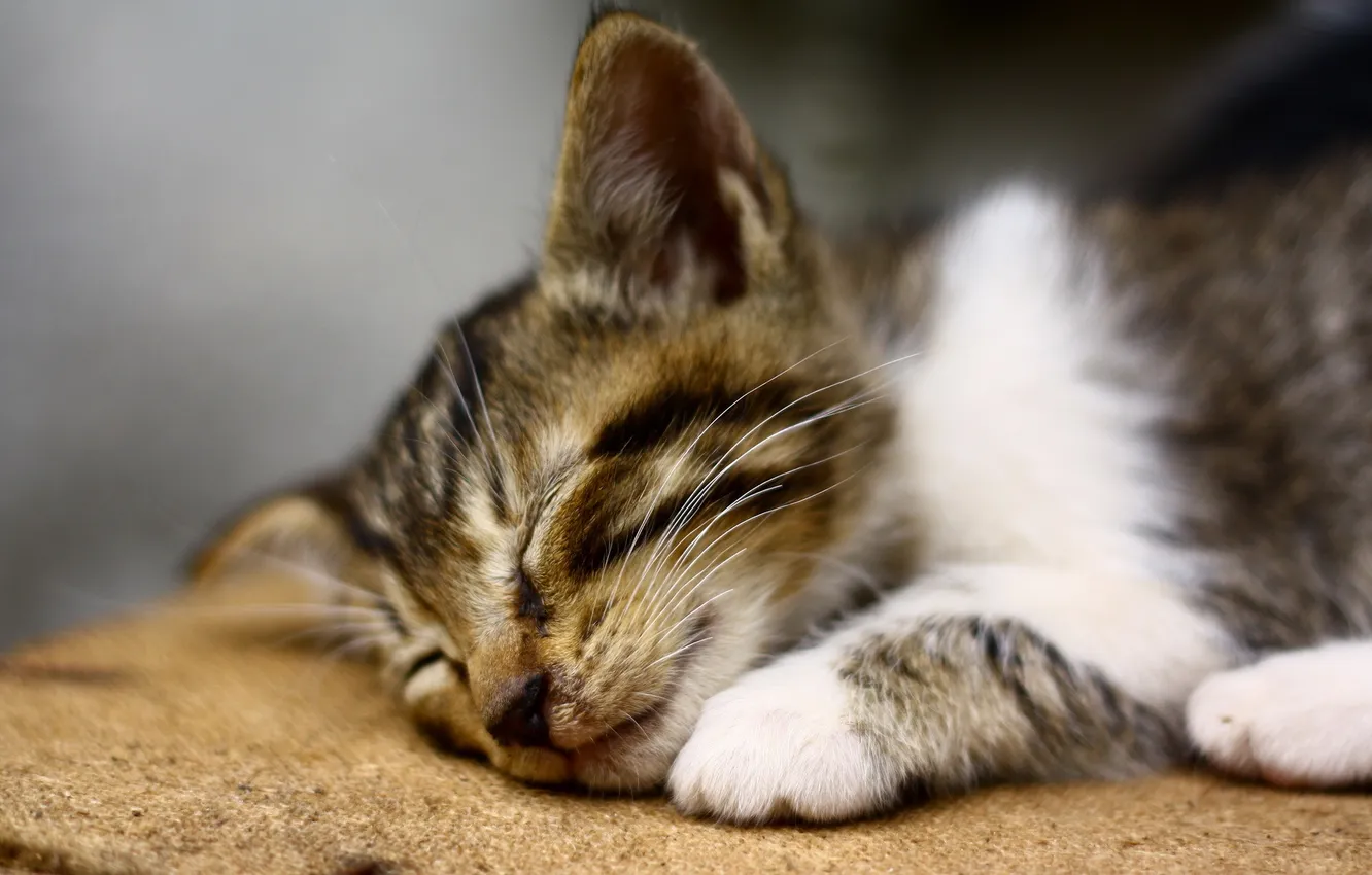 Photo wallpaper cat, background, sleep